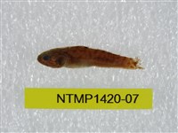 藏品(泰加拉鯔鰕虎魚)的圖片